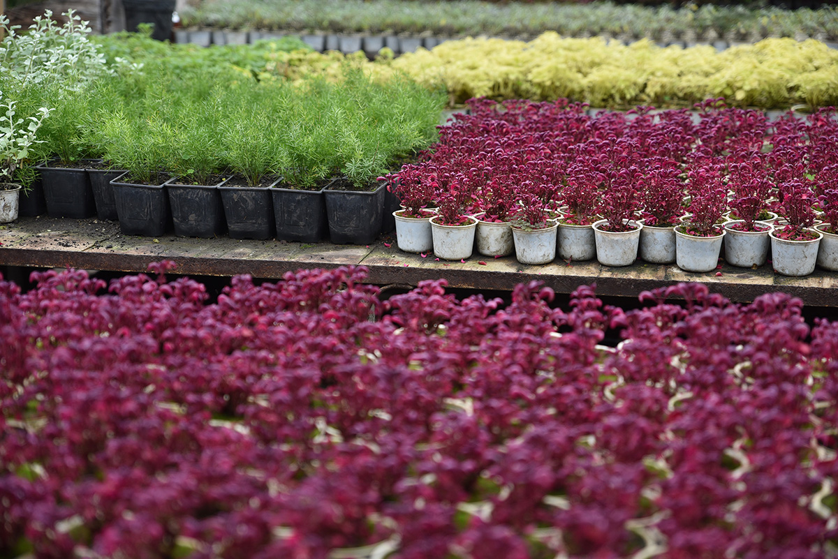 A sikeres termesztés a körülményeken múlik